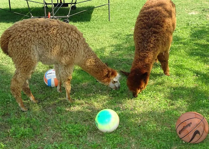 Haubentaucher By Interhome * Pucciarelli