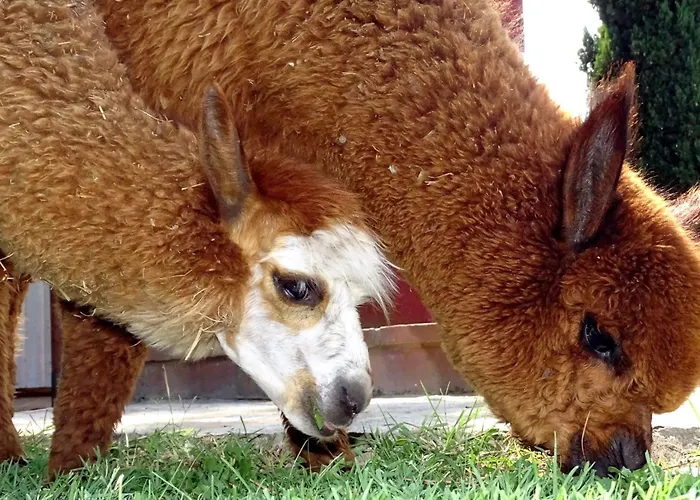 Haubentaucher By Interhome Pucciarelli